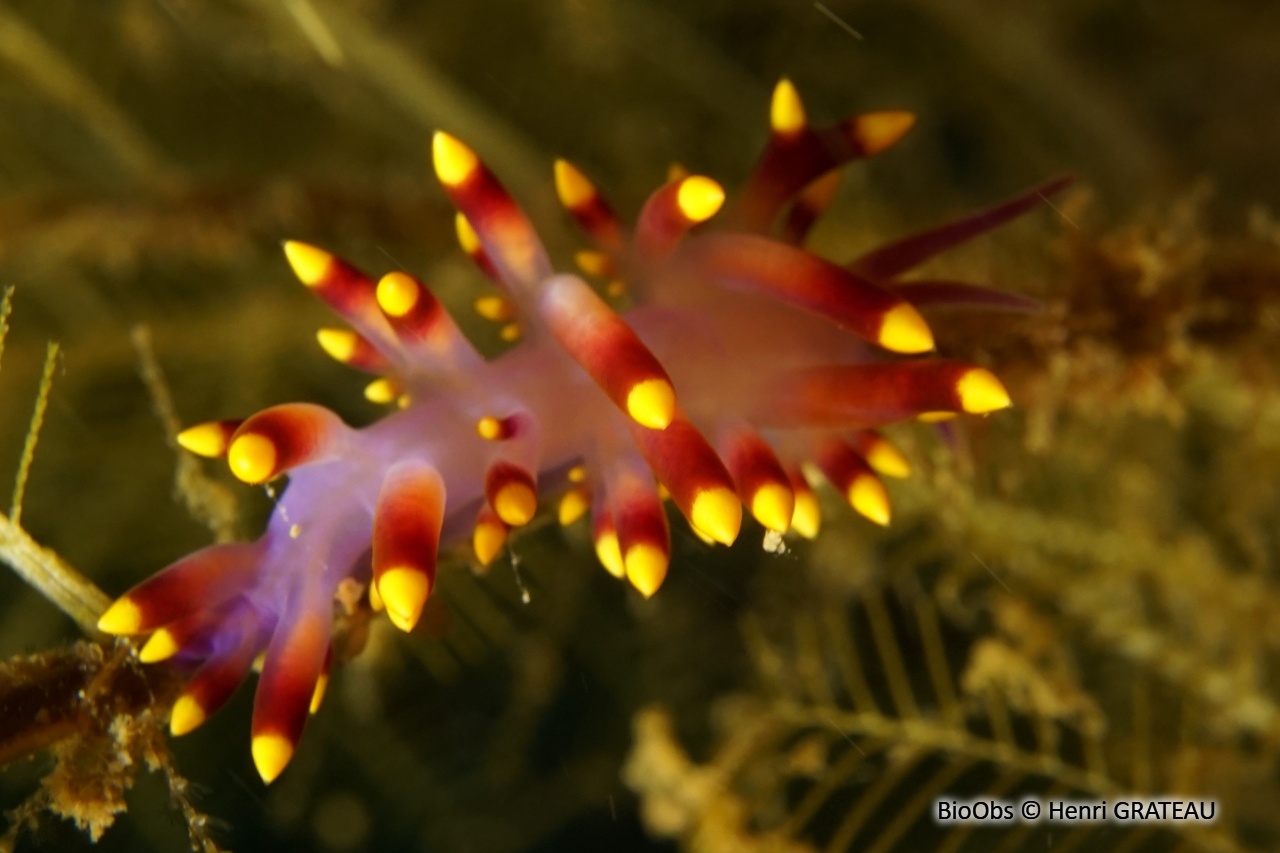 Cuthona du Siboga - Trinchesia sibogae - Henri GRATEAU - BioObs