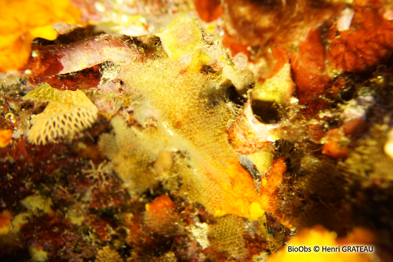 Bryozoaire en croûte - Beania magellanica - Henri GRATEAU - BioObs