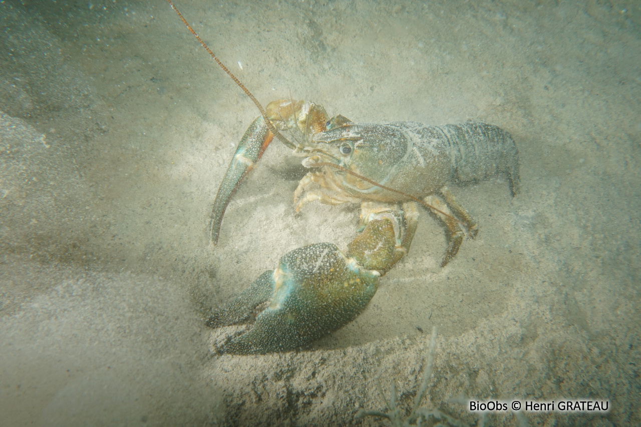 Ecrevisse du Pacifique - Pacifastacus leniusculus - Henri GRATEAU - BioObs
