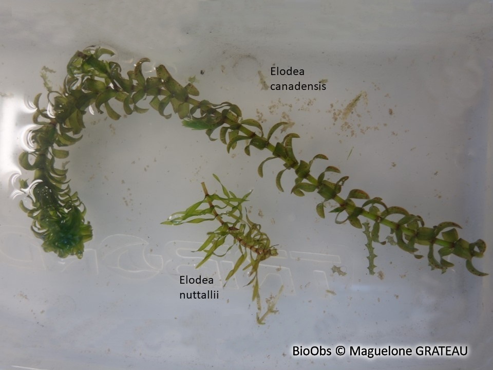 Élodée à feuilles étroites - Elodea nuttallii - Maguelone GRATEAU - BioObs