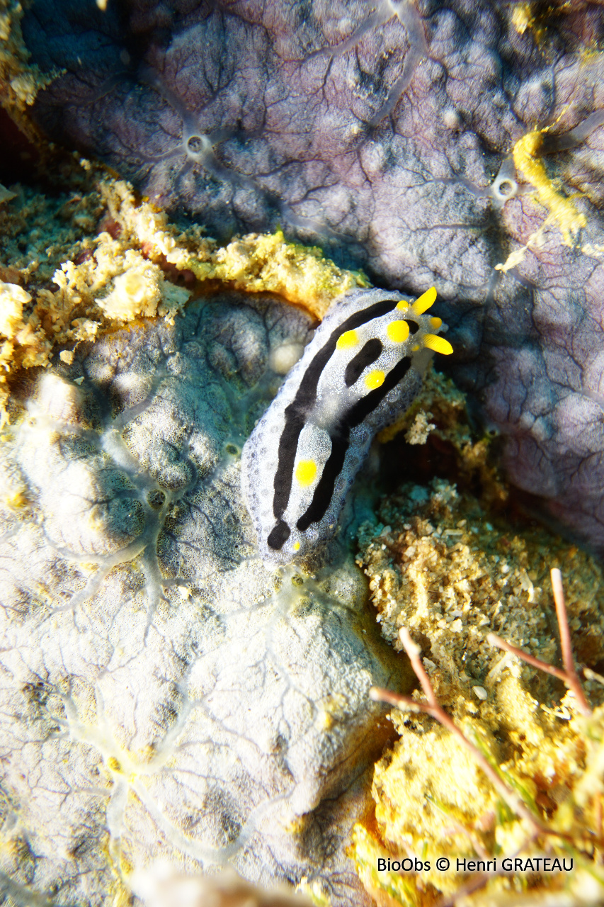 Phyllidie céleste - Phyllidia coelestis - Henri GRATEAU - BioObs