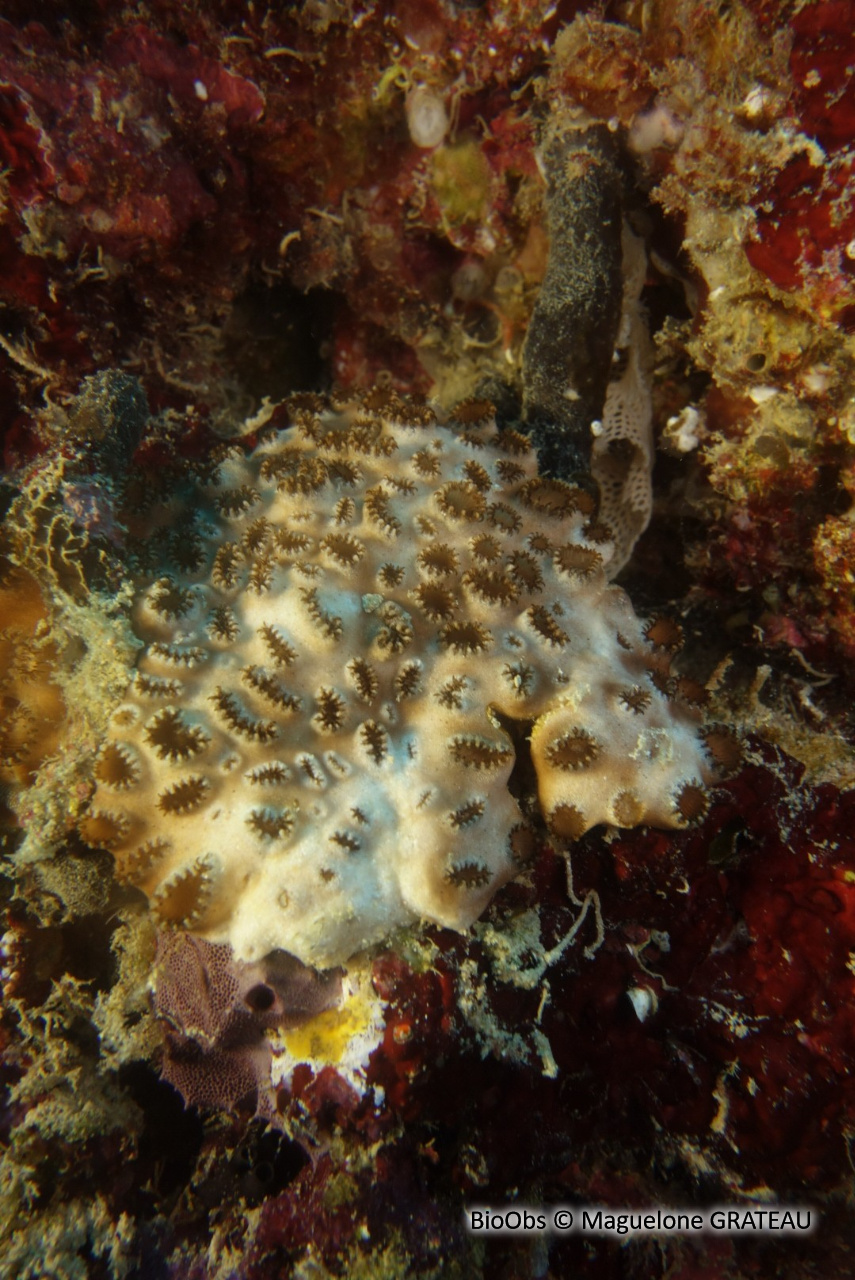 Corail à petits boutons - Plesiastrea versipora - Maguelone GRATEAU - BioObs