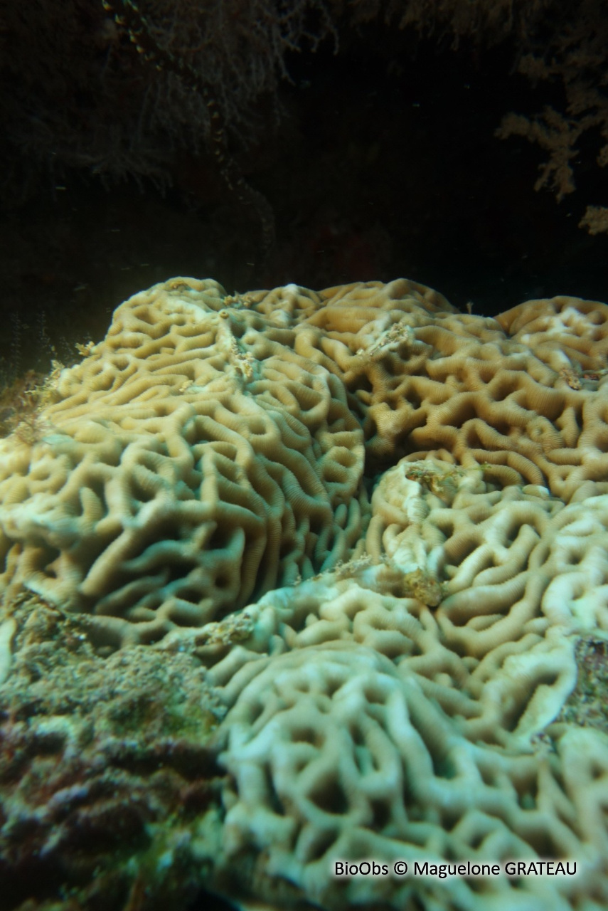 Corail ridé - Coscinaraea monile - Maguelone GRATEAU - BioObs