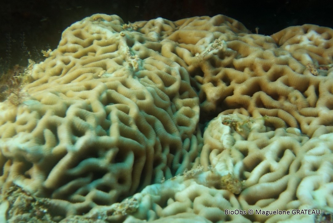 Corail ridé - Coscinaraea monile - Maguelone GRATEAU - BioObs