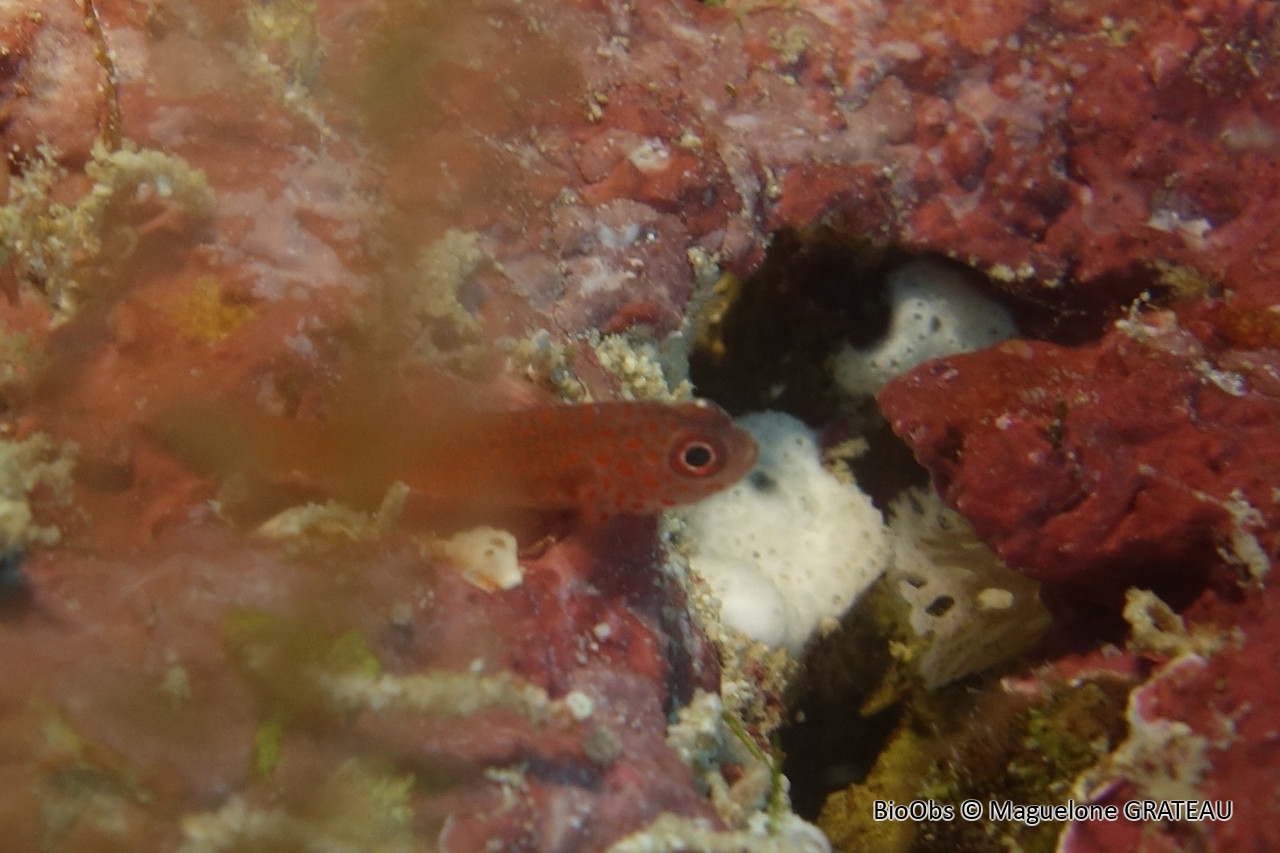 Gobie à taches rouges - Trimma flammeum - Maguelone GRATEAU - BioObs