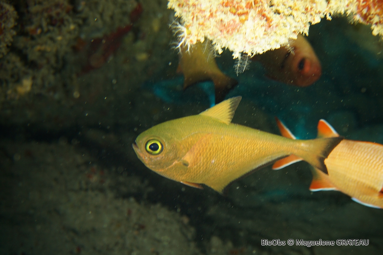 Hachette balayeur jaune - Pempheris flavicycla - Maguelone GRATEAU - BioObs