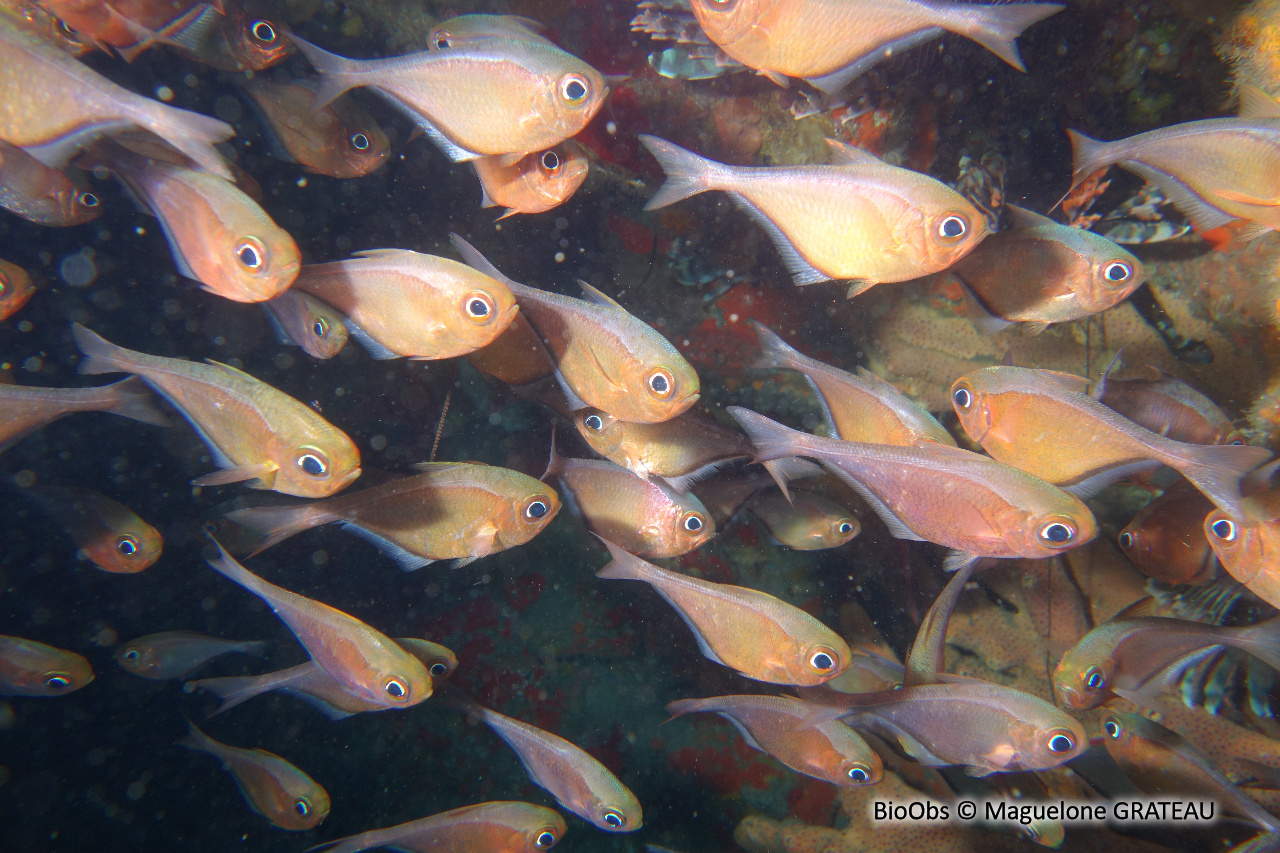 Hachette cuivré - Pempheris schomburgkii - Maguelone GRATEAU - BioObs