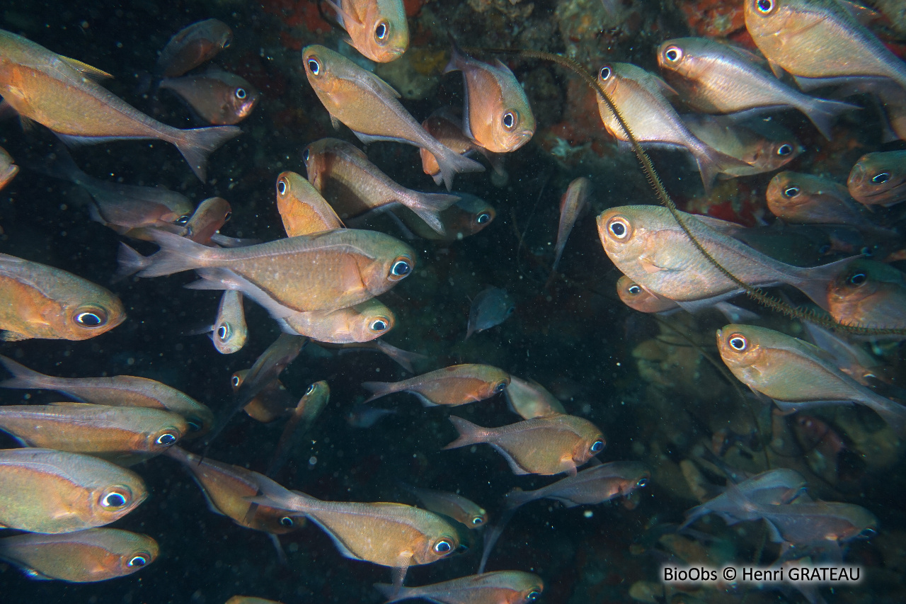 Hachette cuivré - Pempheris schomburgkii - Henri GRATEAU - BioObs