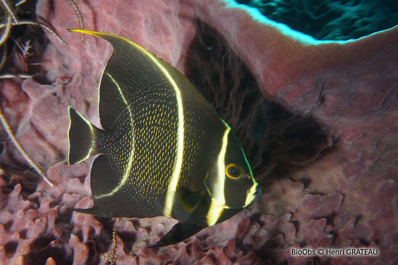 Ange français - Pomacanthus paru - Henri GRATEAU - BioObs