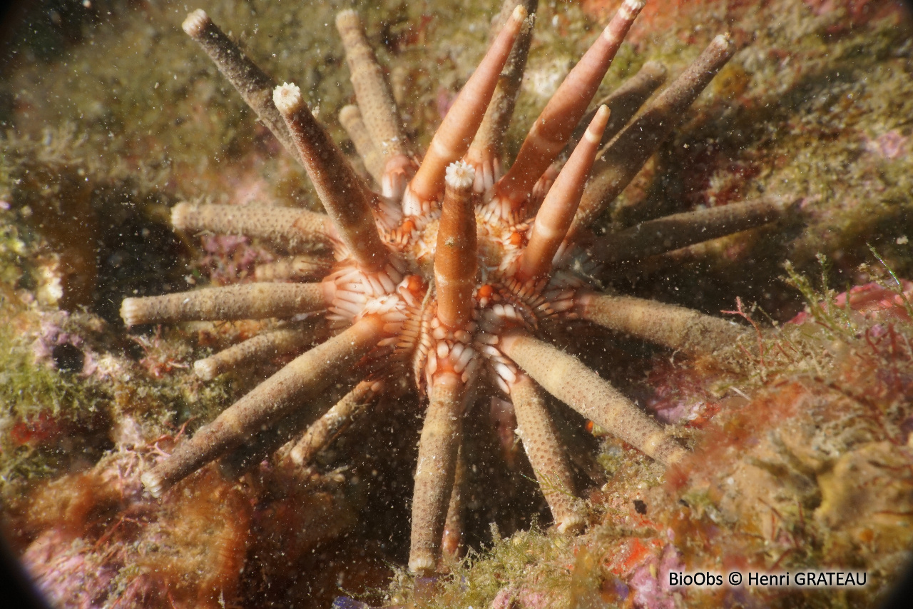 Oursin-lance antillais - Eucidaris tribuloides - Henri GRATEAU - BioObs