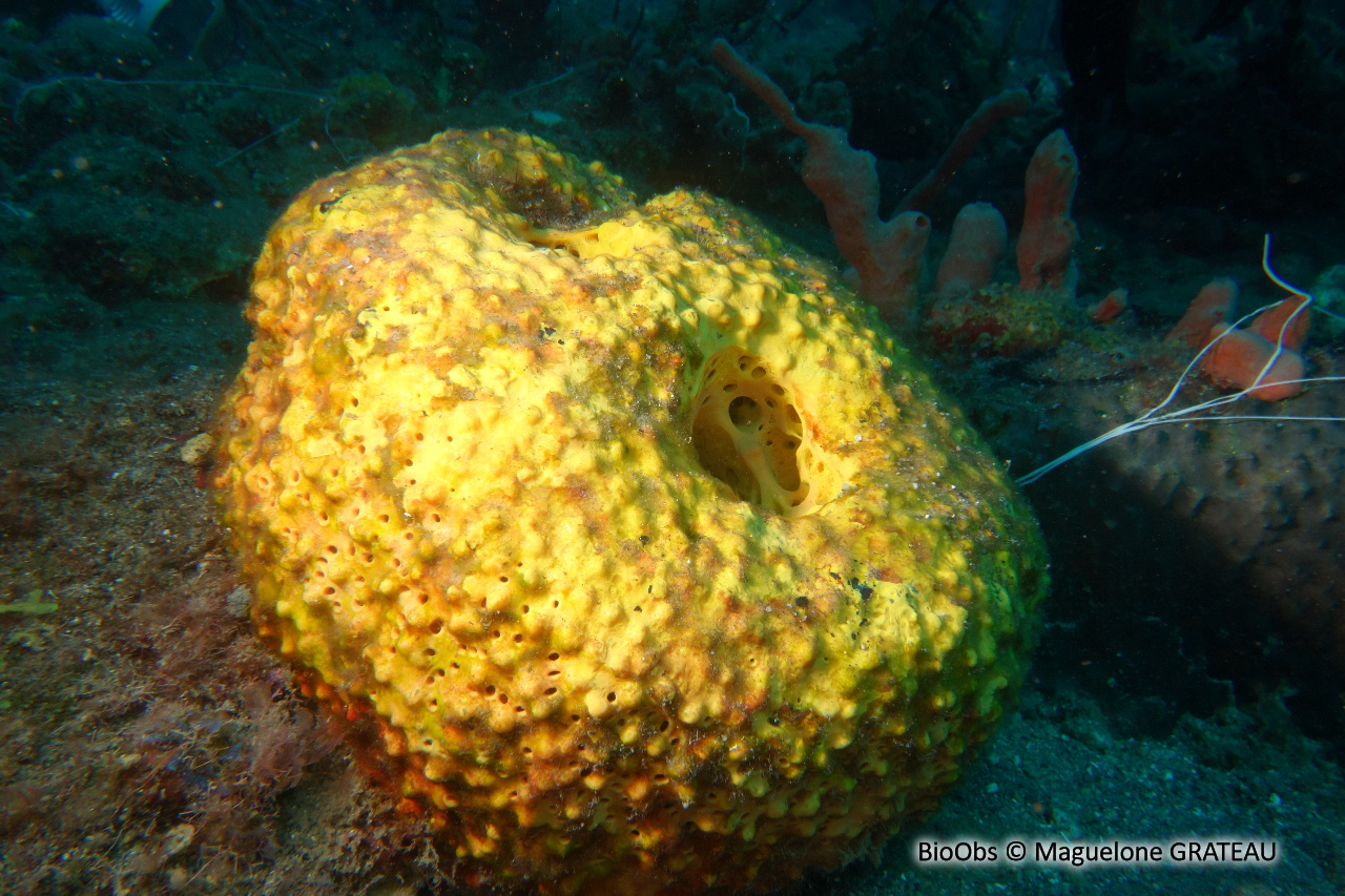 Eponge multicolore - Aiolochroia crassa - Maguelone GRATEAU - BioObs