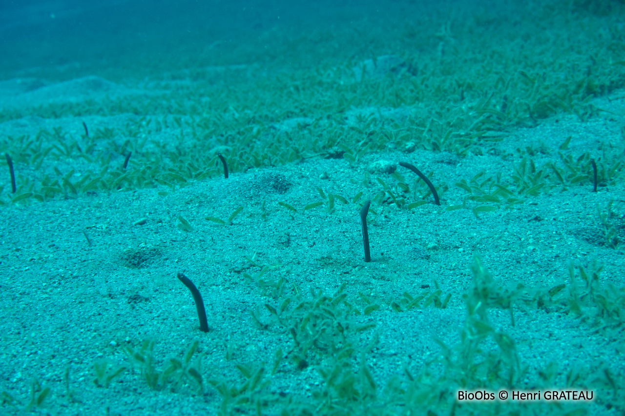 Anguille jardinière des Caraïbes - Heteroconger longissimus - Henri GRATEAU - BioObs