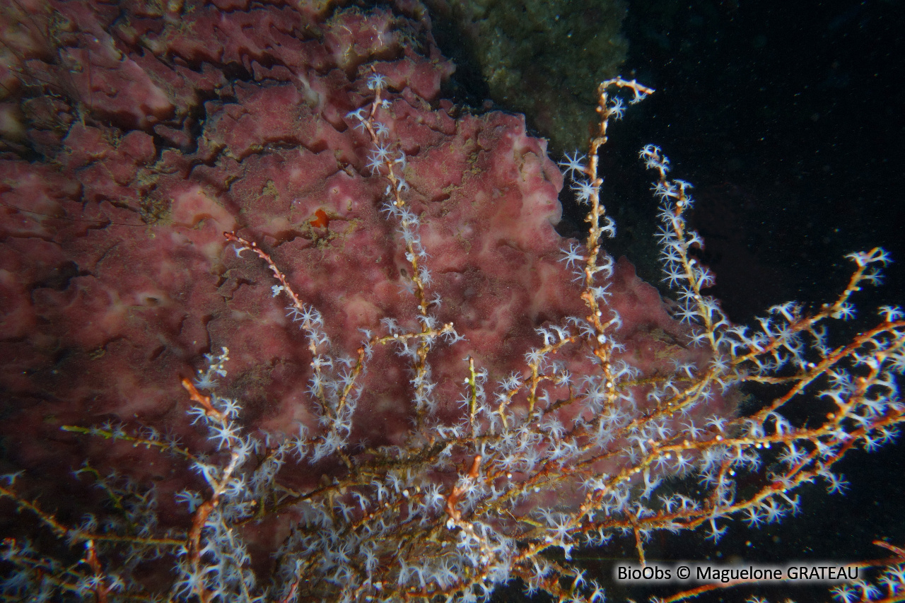 Telesto blanc - Carijoa riisei - Maguelone GRATEAU - BioObs