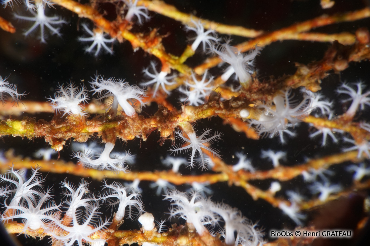 Telesto blanc - Carijoa riisei - Henri GRATEAU - BioObs