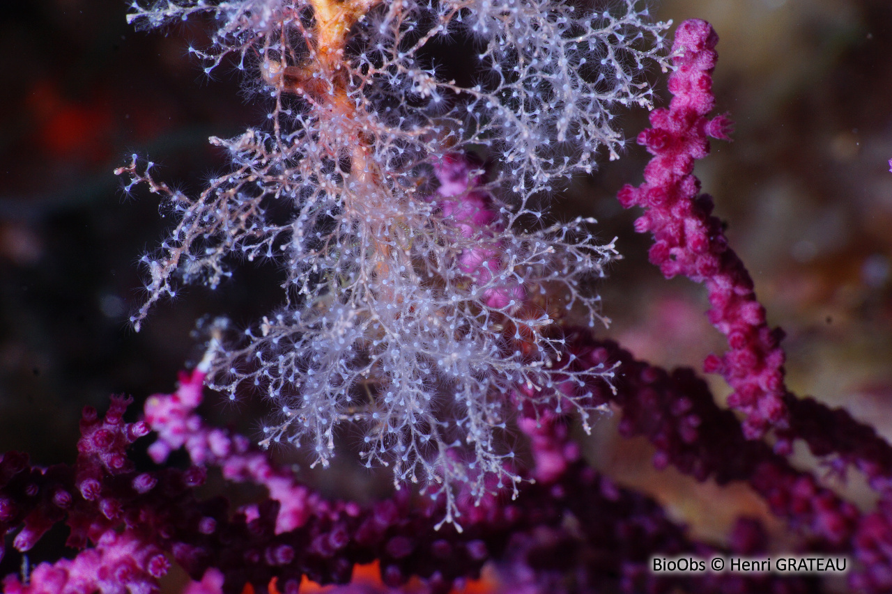 Sertularelle blanche - Sertularella crassicaulis - Henri GRATEAU - BioObs