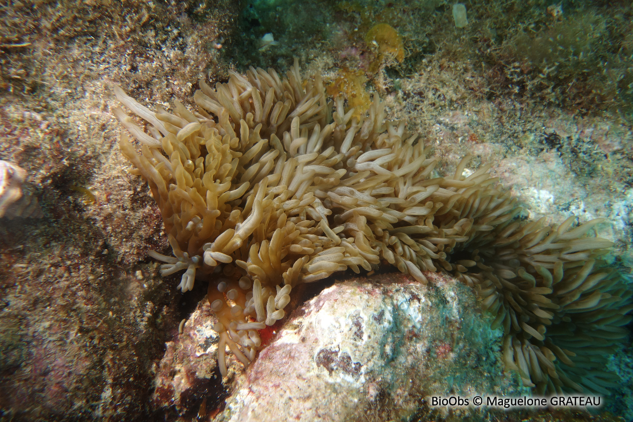 Anémone à rameaux - Lebrunia neglecta - Maguelone GRATEAU - BioObs