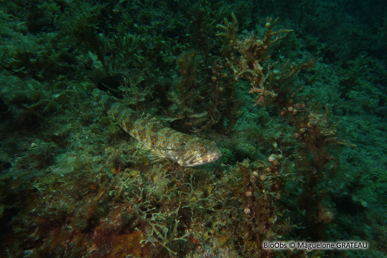 Anoli de sable - Synodus intermedius - Maguelone GRATEAU - BioObs