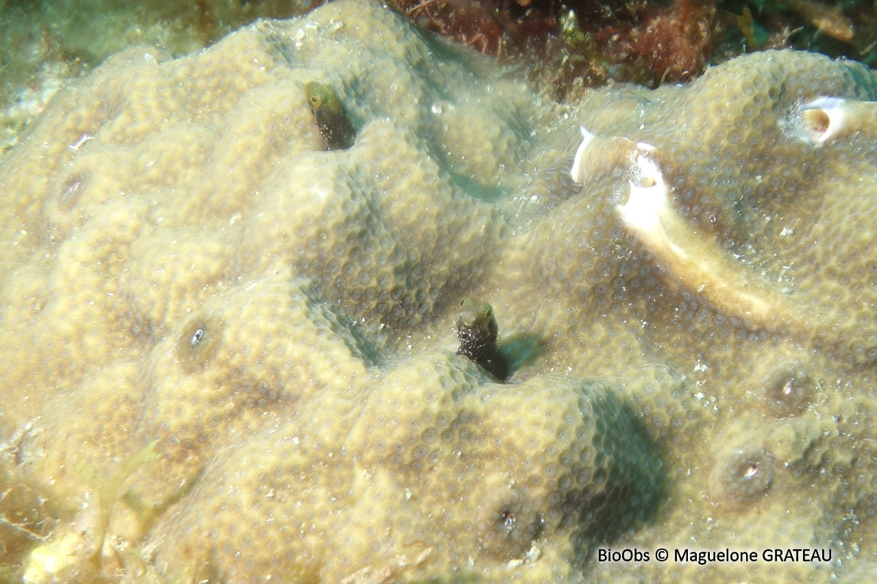 Blennie-secrétaire - Acanthemblemaria maria - Maguelone GRATEAU - BioObs