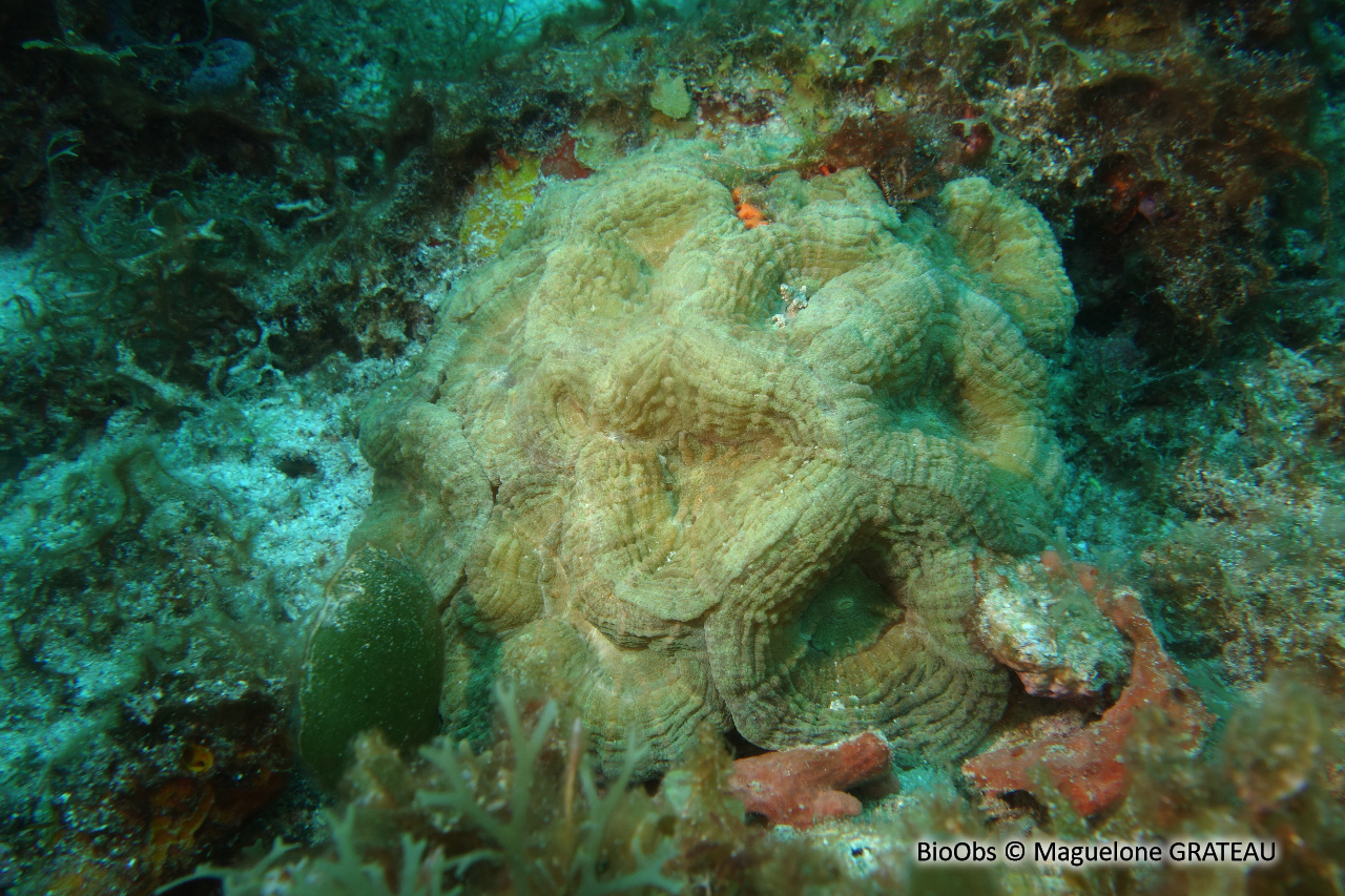 Corail-fleur épineux - Mussa angulosa - Maguelone GRATEAU - BioObs