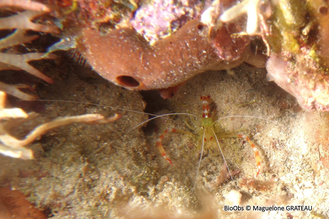 Crevette dorée - Stenopus scutellatus - Maguelone GRATEAU - BioObs