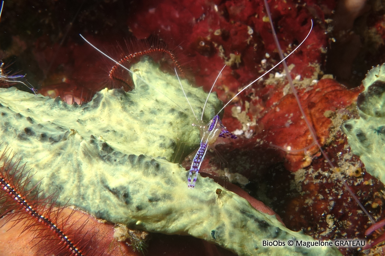 Crevette nettoyeuse de Pederson - Ancylomenes pedersoni - Maguelone GRATEAU - BioObs