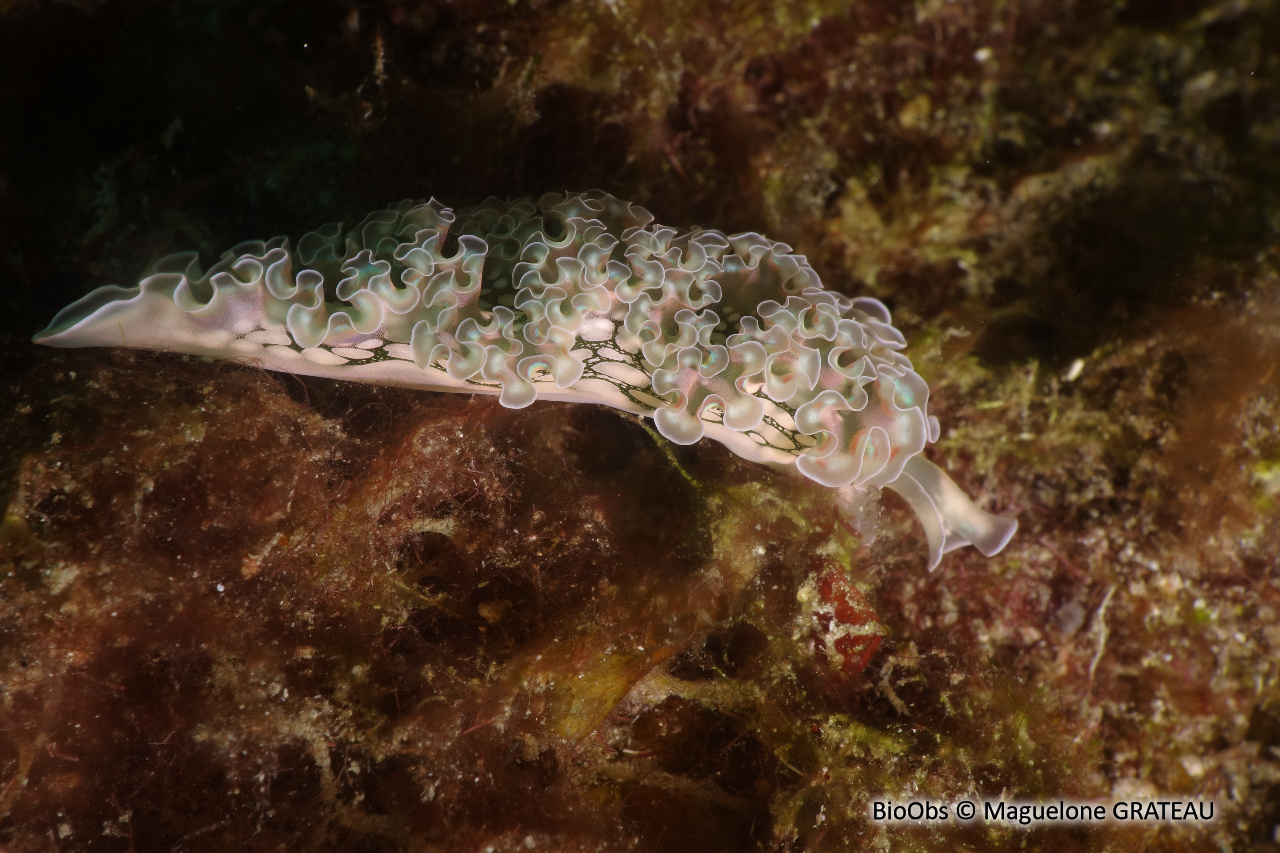 Limace de mer frisée - Elysia crispata - Maguelone GRATEAU - BioObs