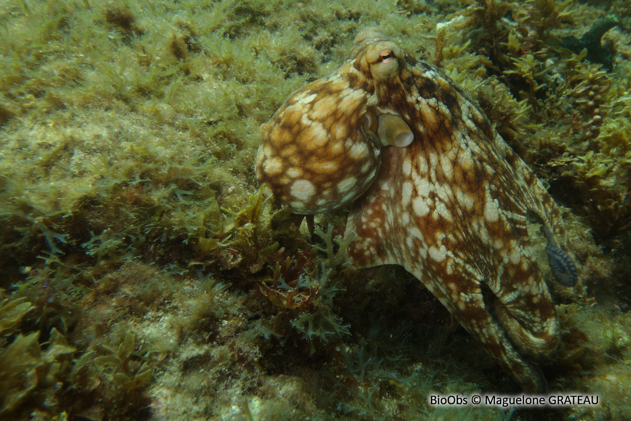 Poulpe commun - Octopus vulgaris - Maguelone GRATEAU - BioObs