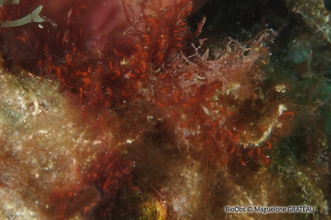Spongoclonium des Caraïbes - Spongoclonium caribaeum - Maguelone GRATEAU - BioObs