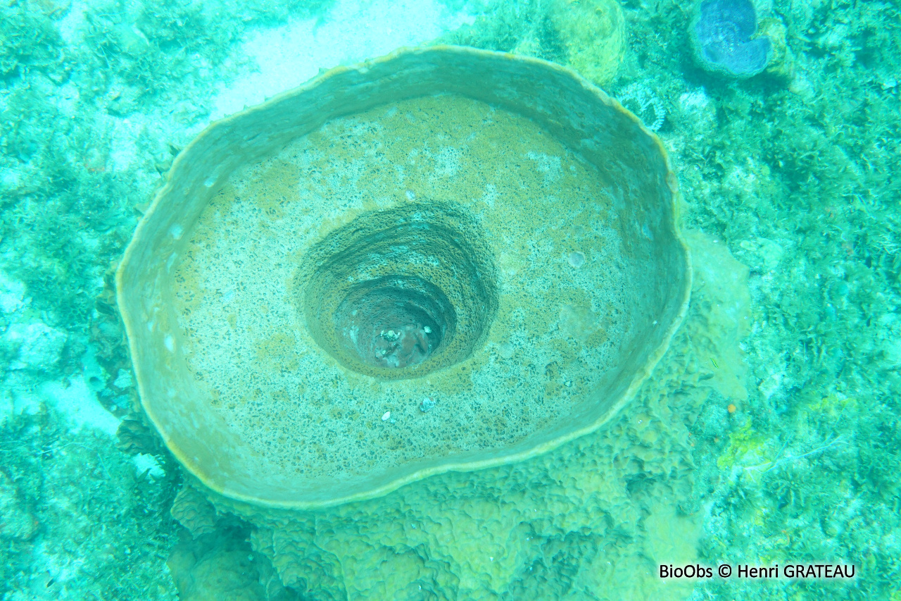 Baril de rhum - Xestospongia muta - Henri GRATEAU - BioObs