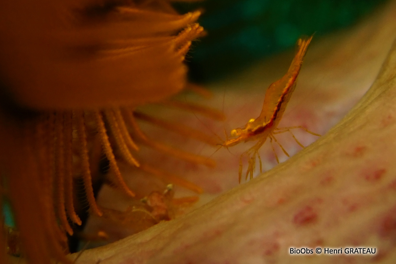 Crevette des crinoides - Periclimenes crinoidalis - Henri GRATEAU - BioObs