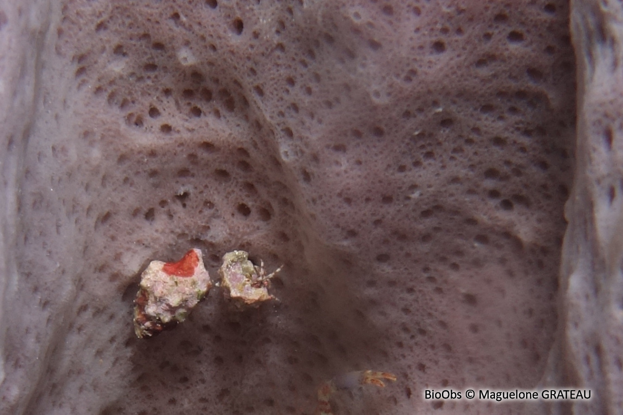 Bernard l'ermite à yeux rouges - Pagurus brevidactylus - Maguelone GRATEAU - BioObs