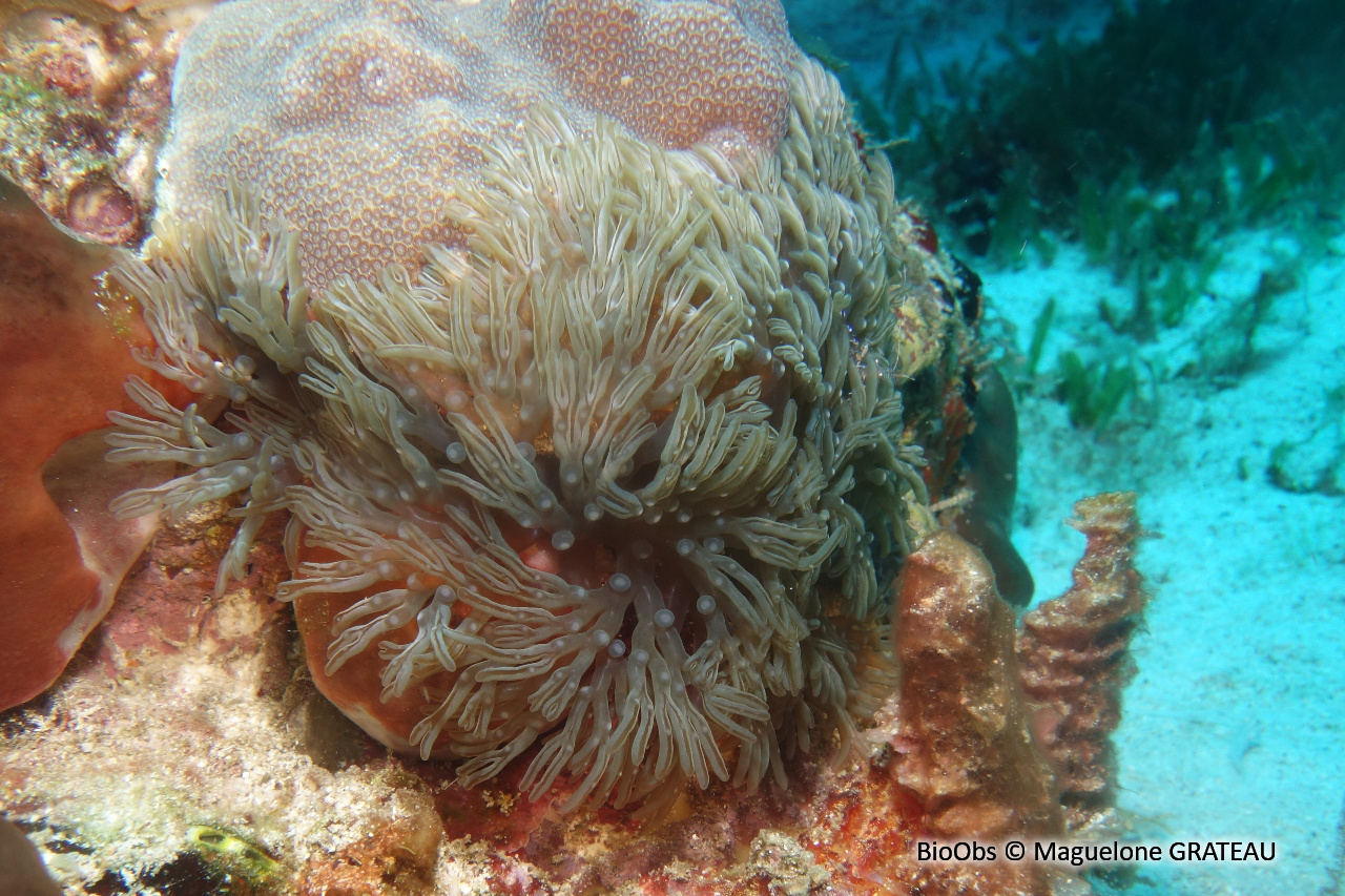 Anémone à rameaux - Lebrunia neglecta - Maguelone GRATEAU - BioObs