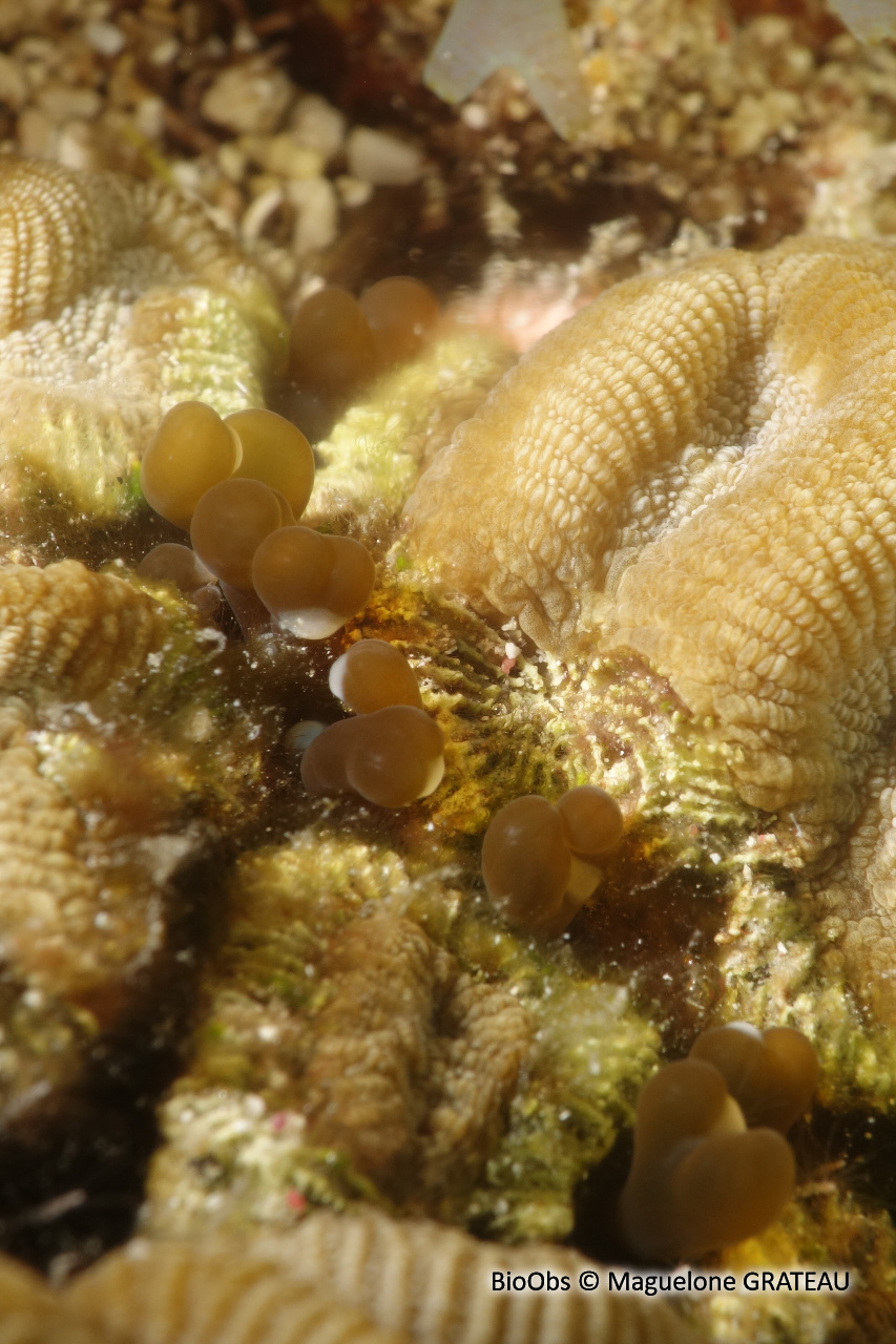 Anémone secrète - Lebrunia coralligens - Maguelone GRATEAU - BioObs