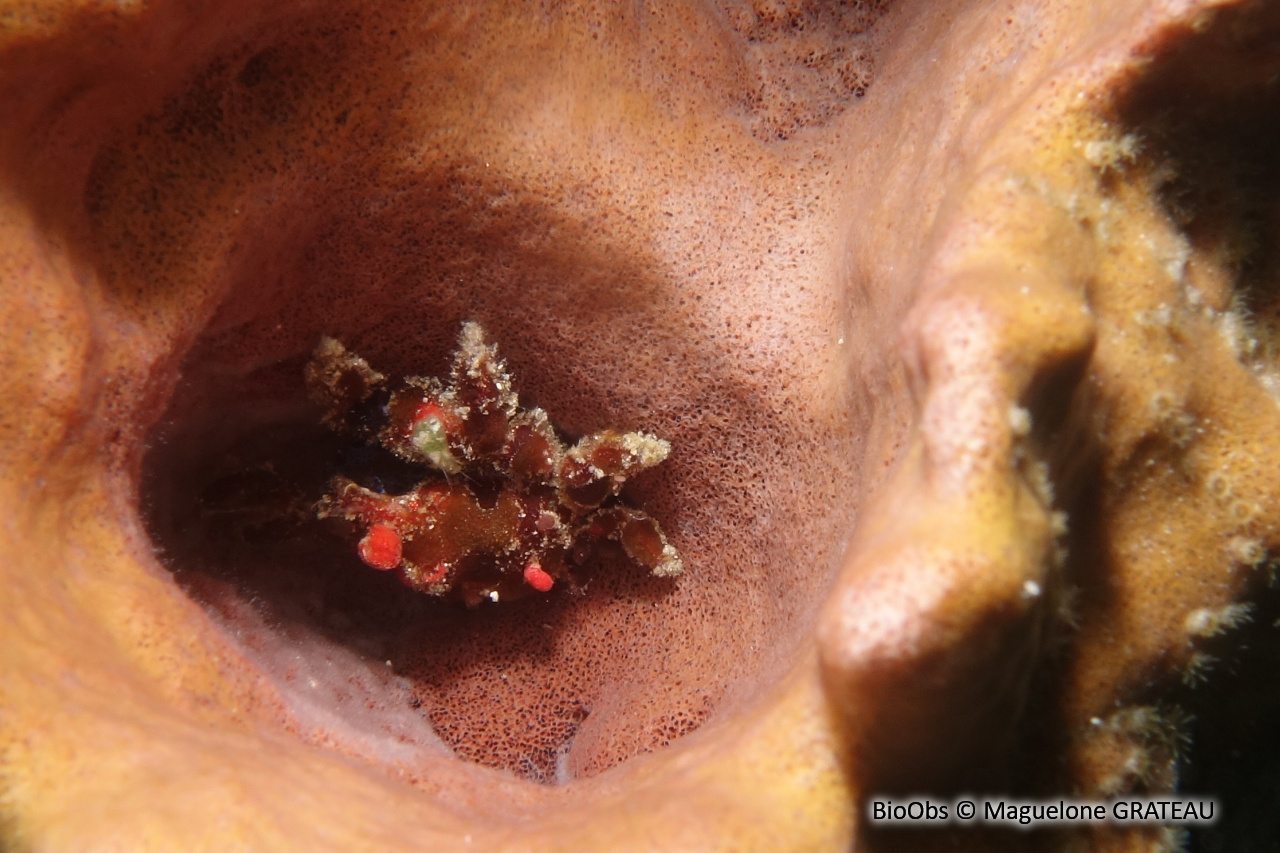 Araignée décoratrice - Pelia mutica - Maguelone GRATEAU - BioObs