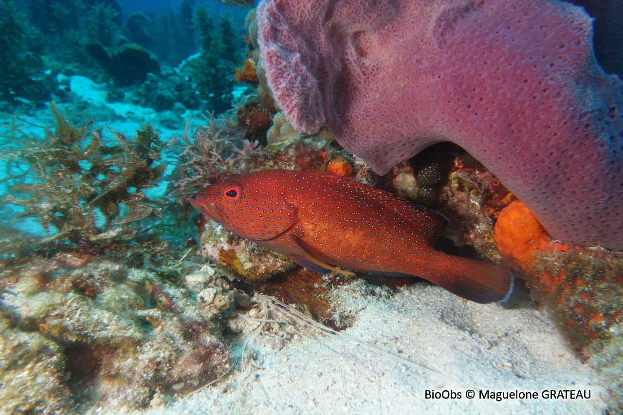 Coné ouatalibi - Cephalopholis fulva - Maguelone GRATEAU - BioObs