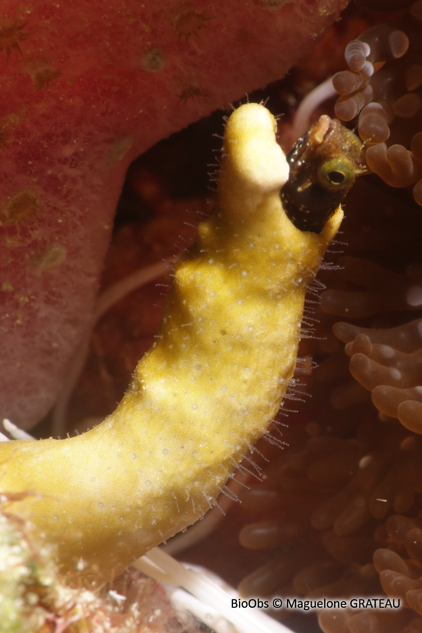 Corail de feu-Millepora (genre) - Millepora sp - Maguelone GRATEAU - BioObs