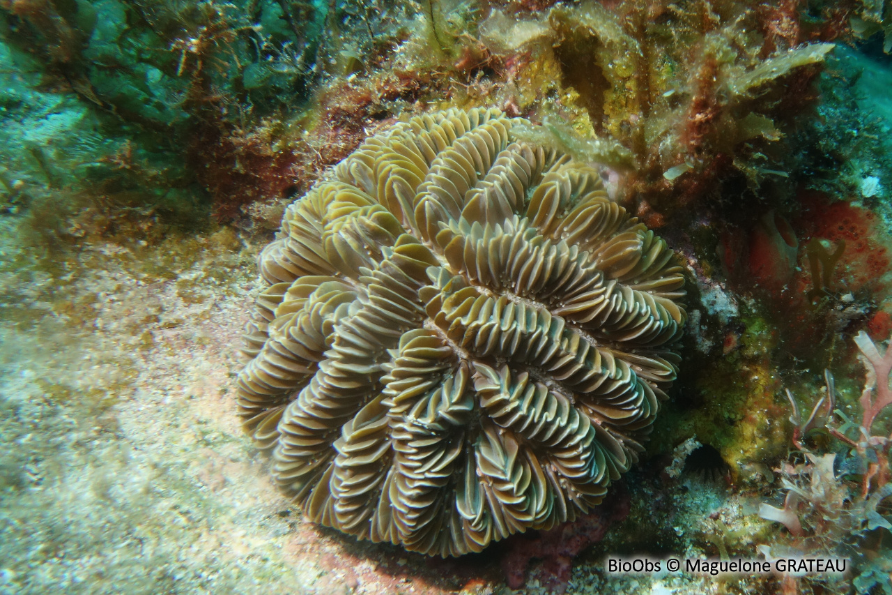 Corail méandreux - Meandrina meandrites - Maguelone GRATEAU - BioObs