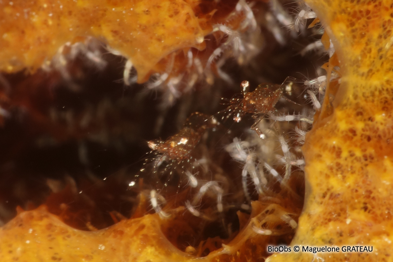 Crevette des Bermudes (proposition) - Periclimenes harringtoni - Maguelone GRATEAU - BioObs