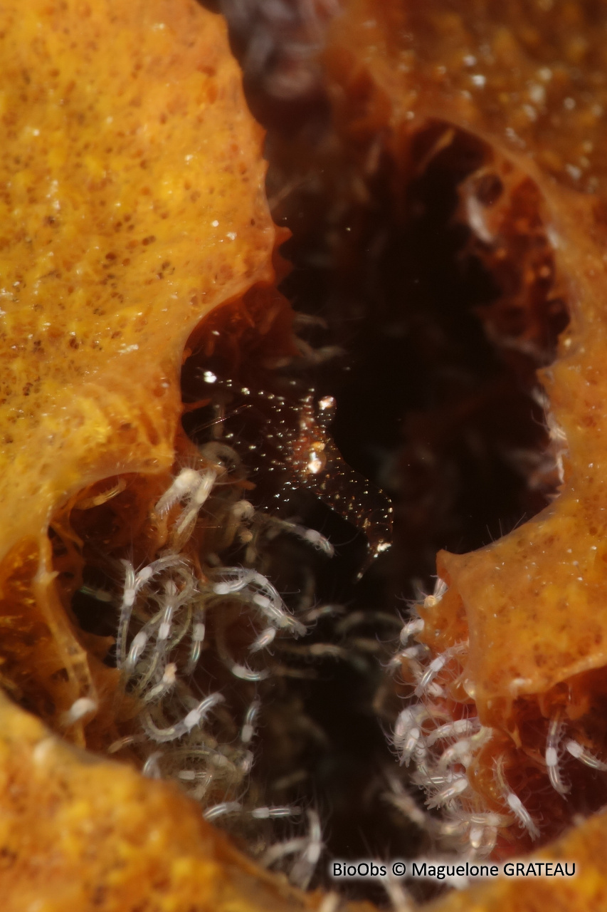 Crevette des Bermudes (proposition) - Periclimenes harringtoni - Maguelone GRATEAU - BioObs