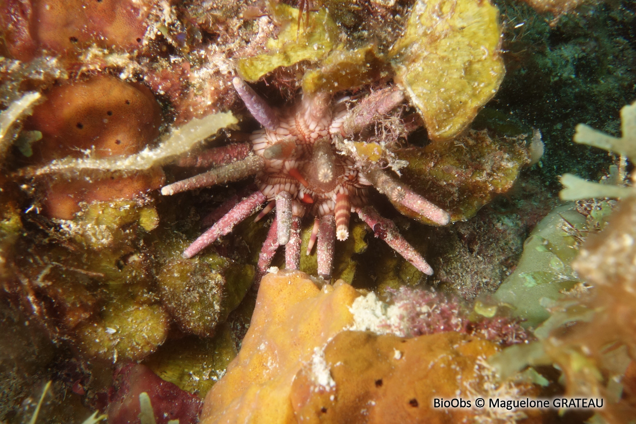 Oursin-lance antillais - Eucidaris tribuloides - Maguelone GRATEAU - BioObs