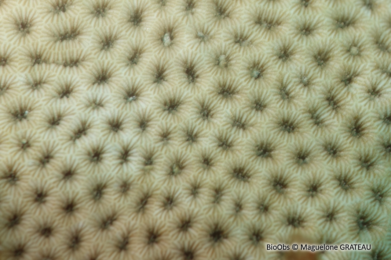 Petit corail starlette - Siderastrea radians - Maguelone GRATEAU - BioObs