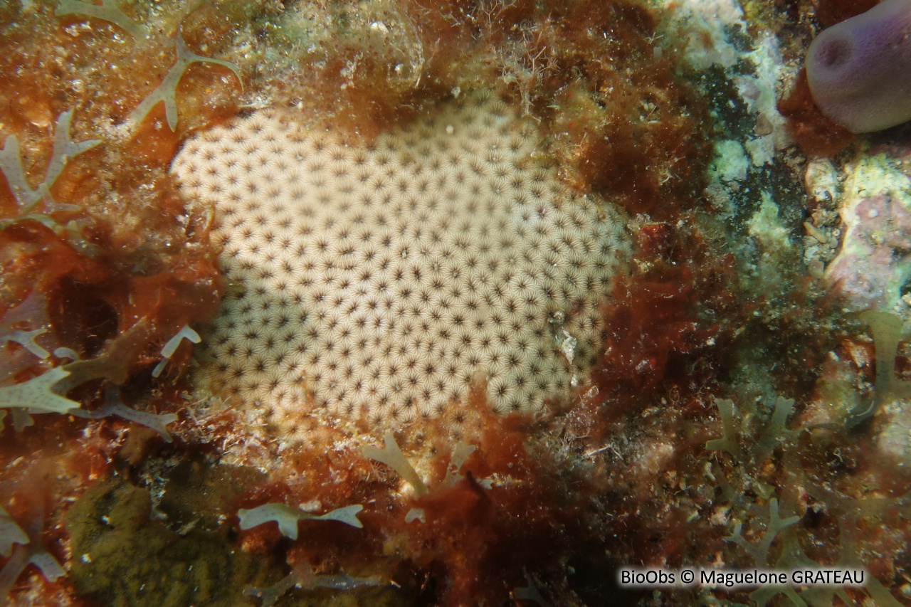 Petit corail starlette - Siderastrea radians - Maguelone GRATEAU - BioObs