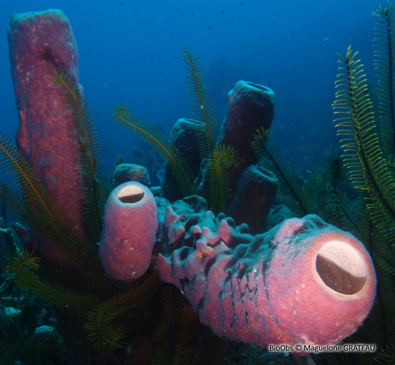 Eponge-manche de poêle - Aplysina archeri - Maguelone GRATEAU - BioObs