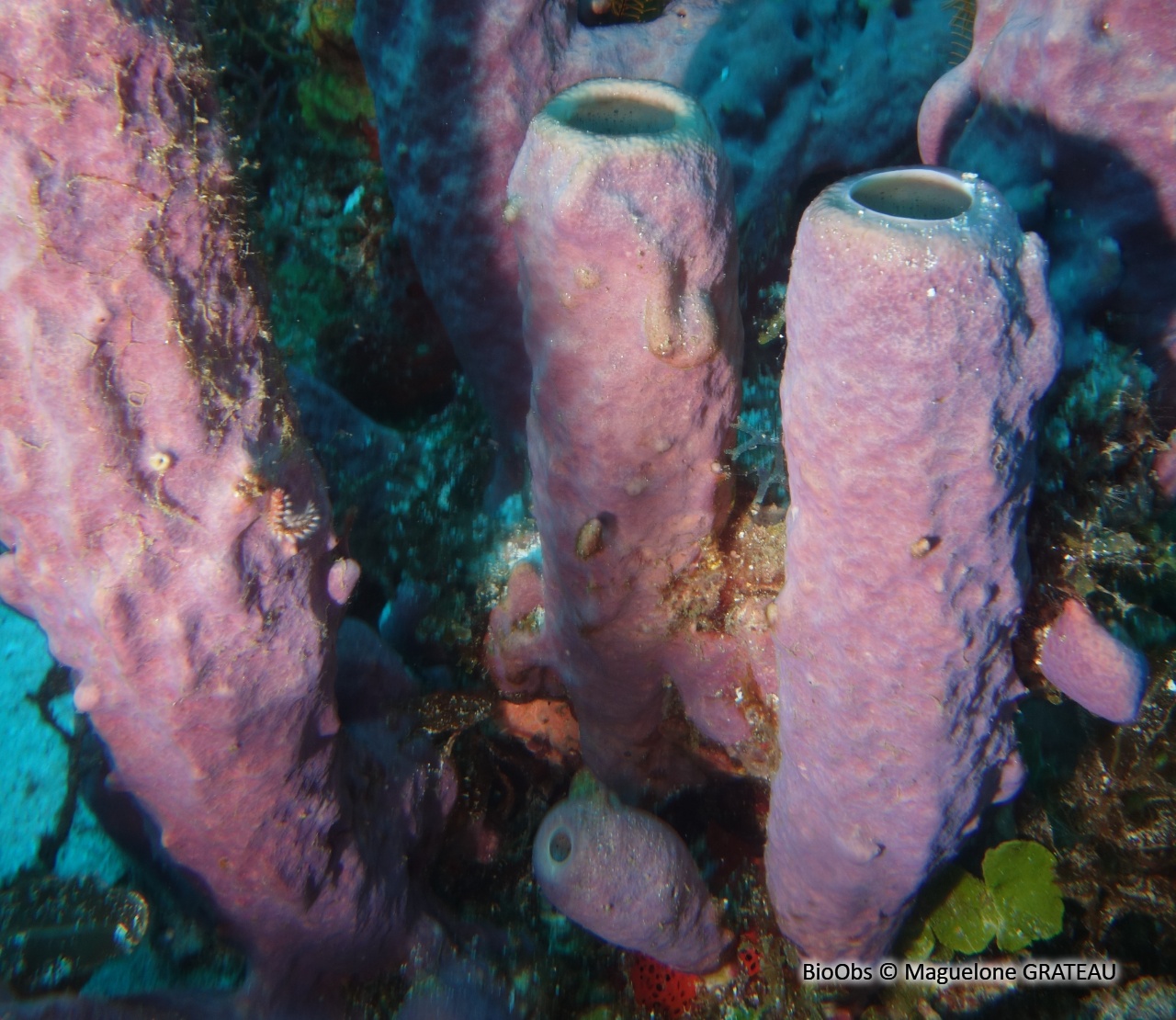 Eponge-manche de poêle - Aplysina archeri - Maguelone GRATEAU - BioObs