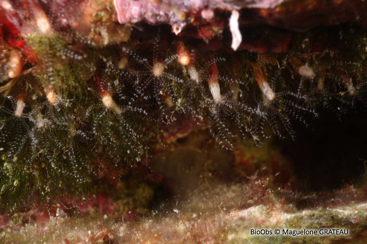 Clavulaire commune - Clavularia crassa - Maguelone GRATEAU - BioObs