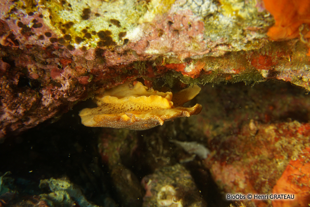 Doris argo - Platydoris argo - Henri GRATEAU - BioObs