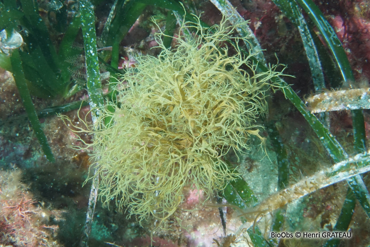 Dictyote rubanée - Dictyota fasciola - Henri GRATEAU - BioObs