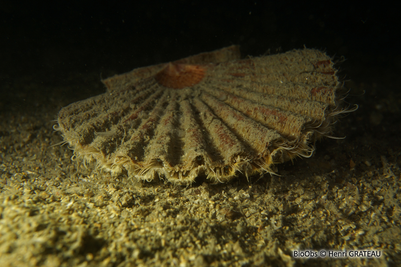 Coquille Saint-Jacques de Méditerranée - Pecten jacobaeus - Henri GRATEAU - BioObs