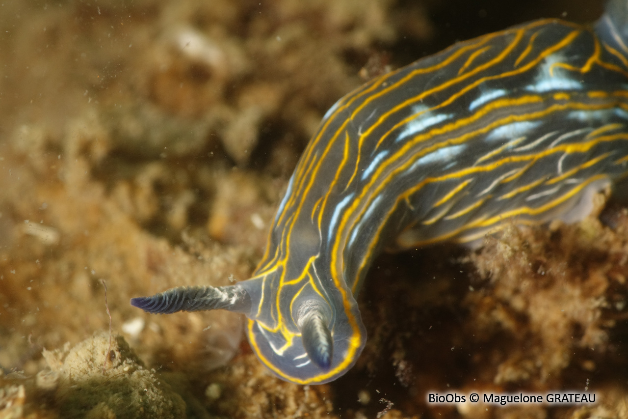 Doris de Villefranche - Felimare villafranca - Maguelone GRATEAU - BioObs