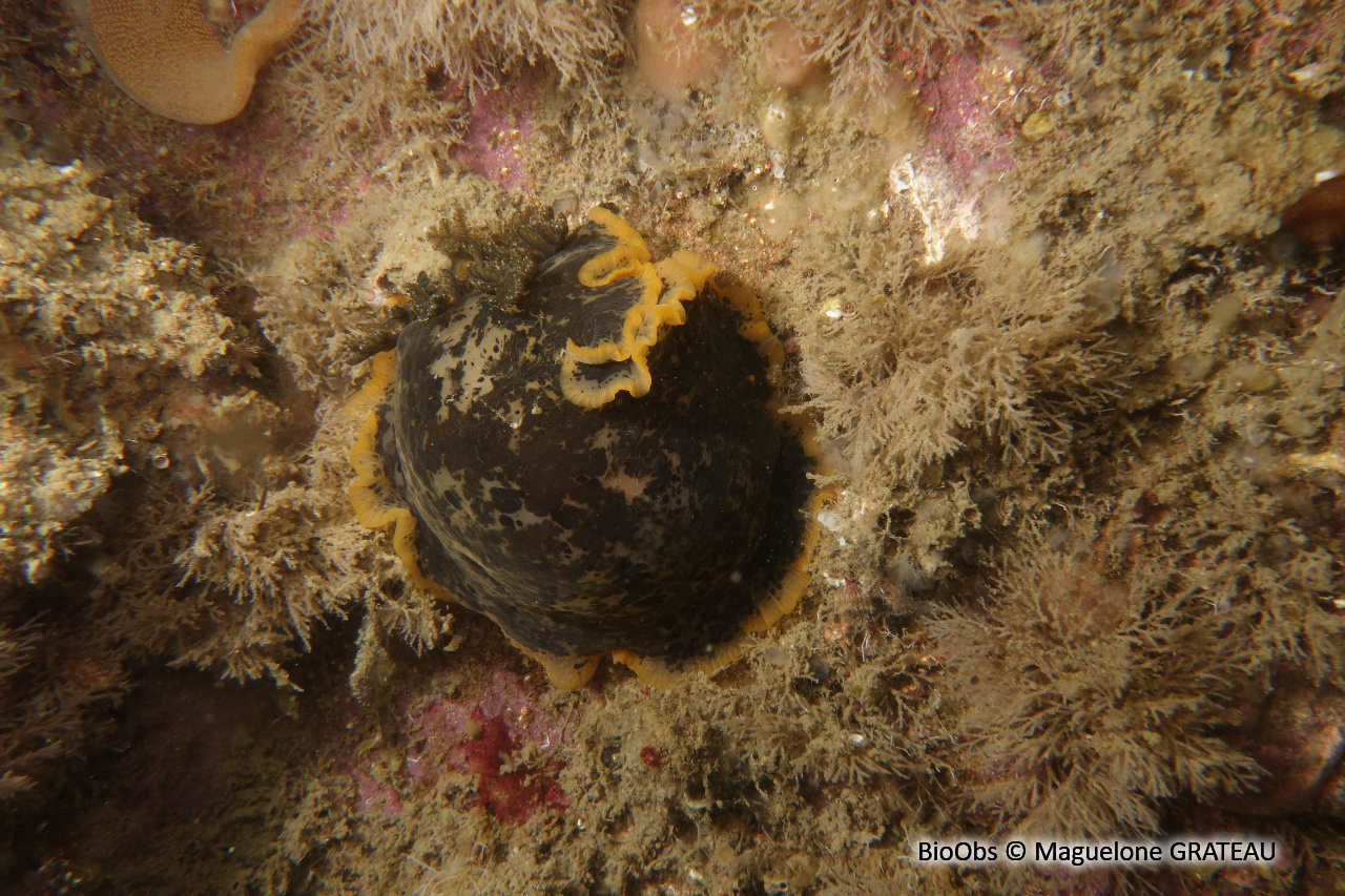 Doris marbrée - Dendrodoris limbata - Maguelone GRATEAU - BioObs